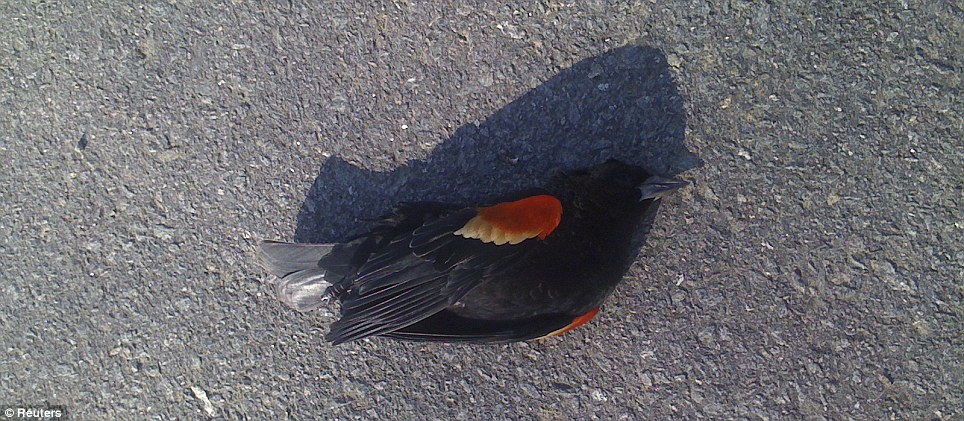 Mystery death: One of the hundreds of blackbirds that fell out of the sky on New Year's Eve in Arkansas 